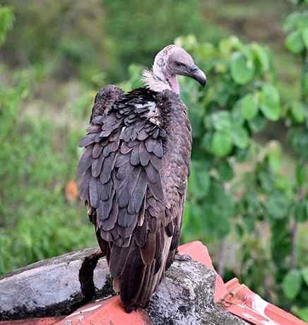 Radio-Tagged White-Rumped Vulture Electrocuted in India